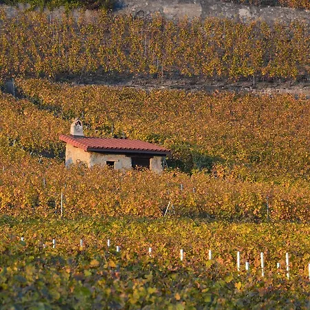 Le Des Vignes *